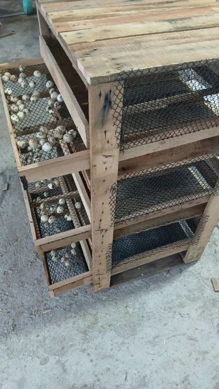 Viveiro para codornas  - Foto 2
