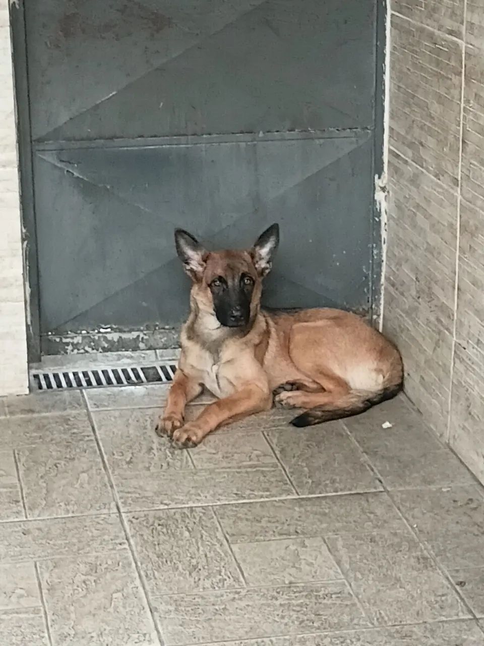 Cachorro  pastor alemão  - Foto 4