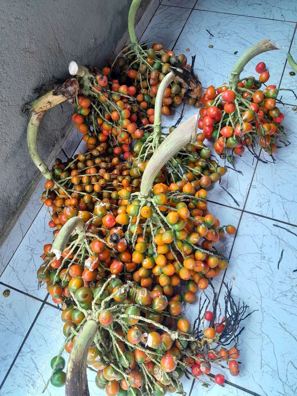 Pupunha fresquinha - Foto 3