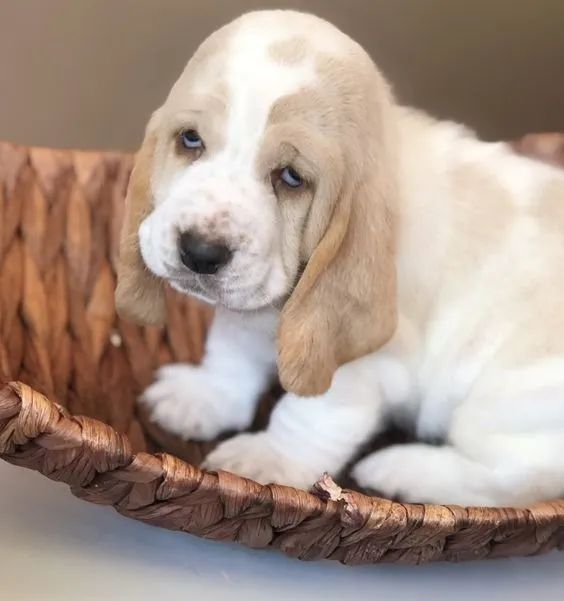 Basset Hound  - Foto 2