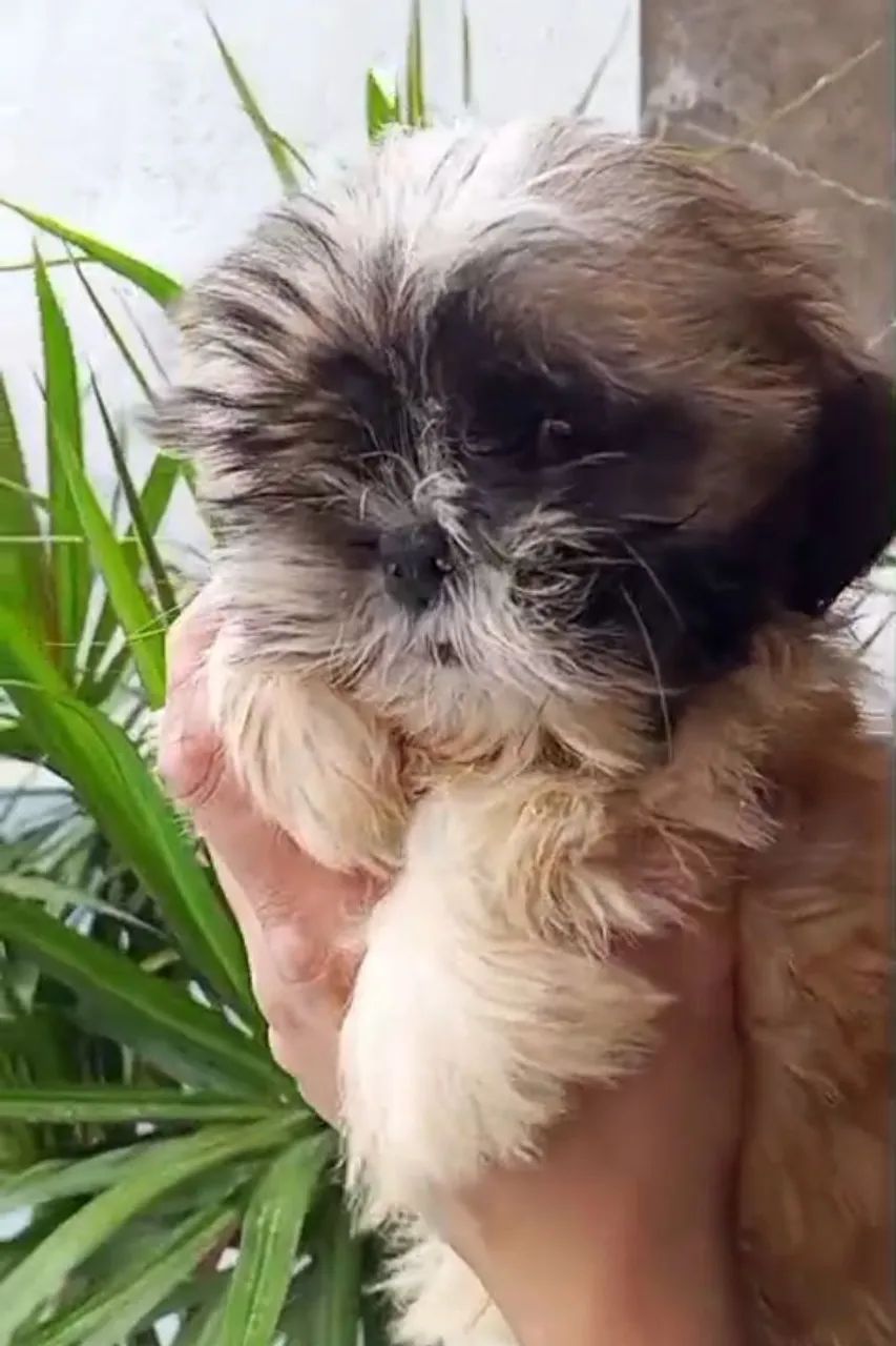 Oportunidade Shih-tzu Macho  - Foto 2