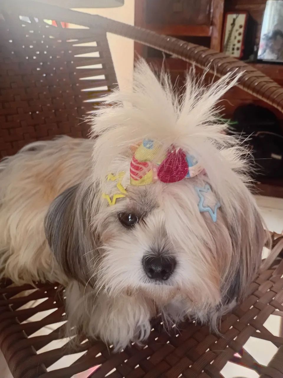 Vendo filhote Lhasa Apson  - Foto 4