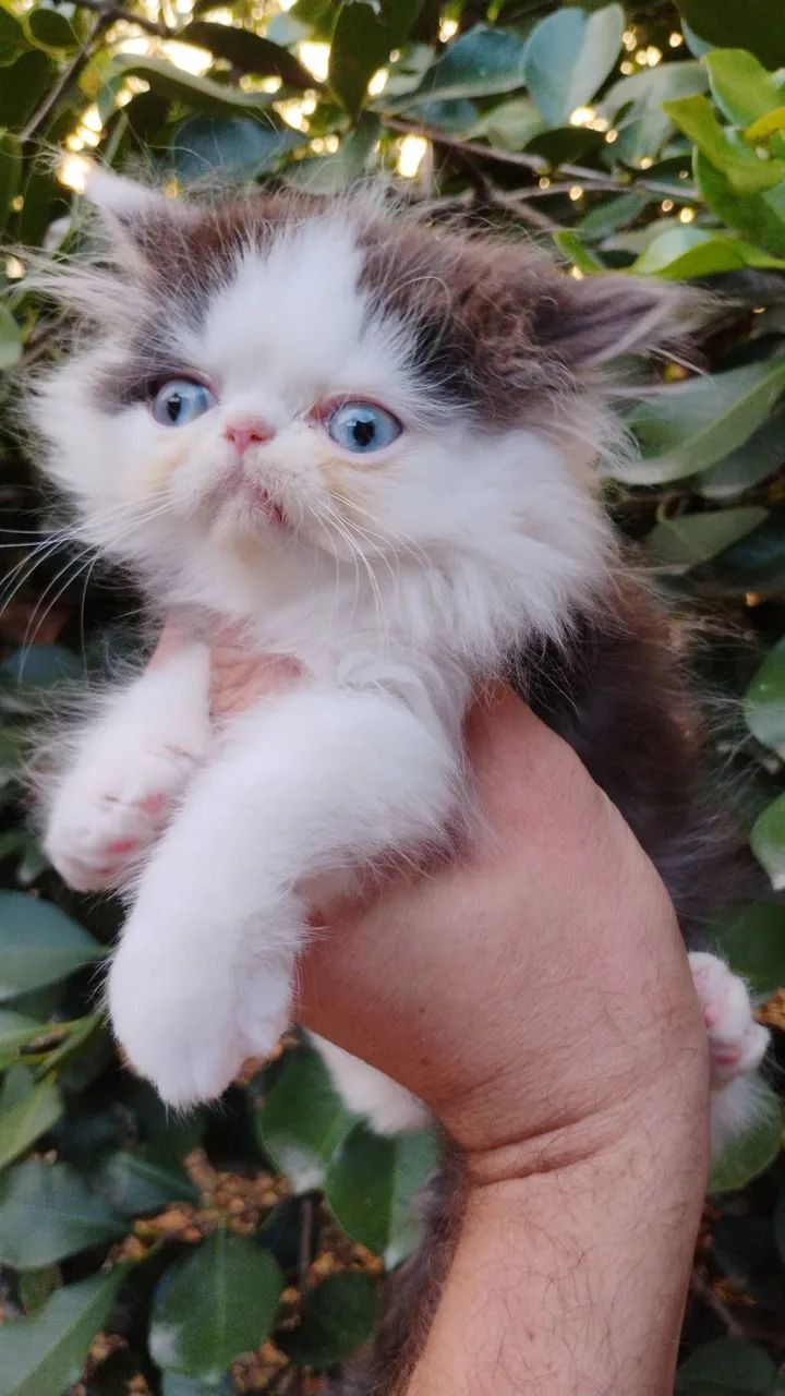 Filhotes de persa  - Foto 2