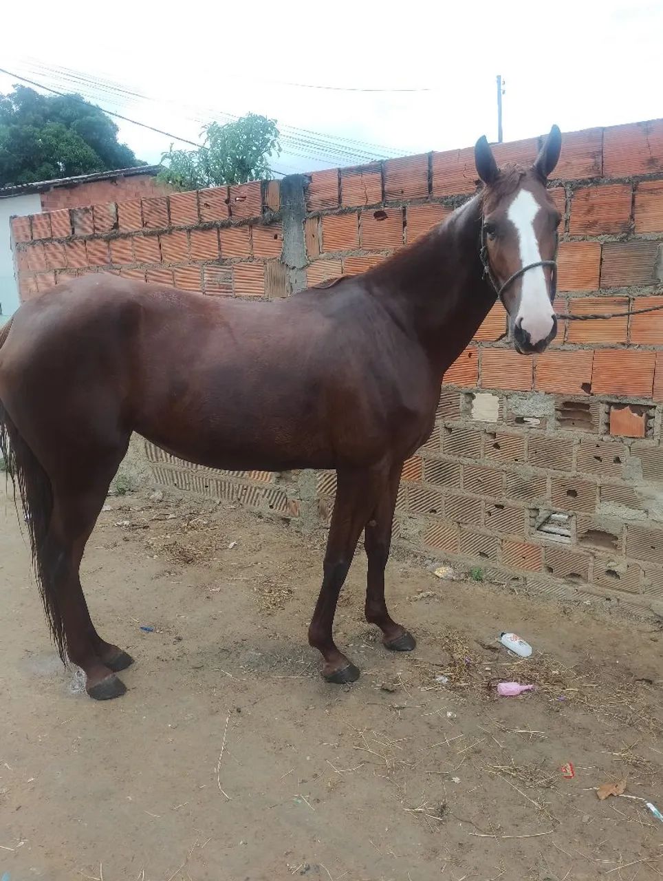 Égua  - Foto 2