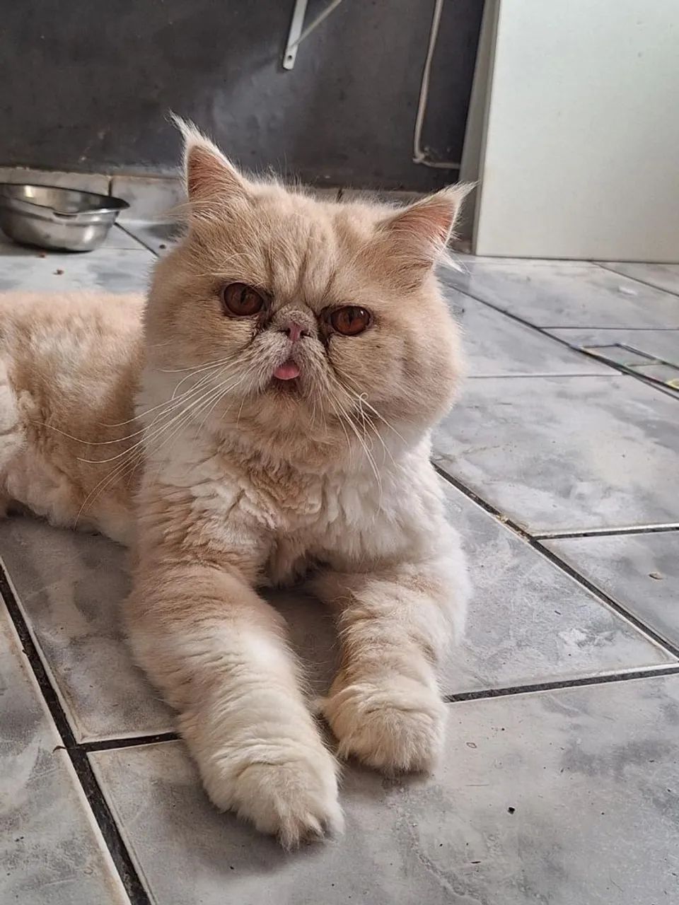 Filhotes de Gato Persa  - Foto 6