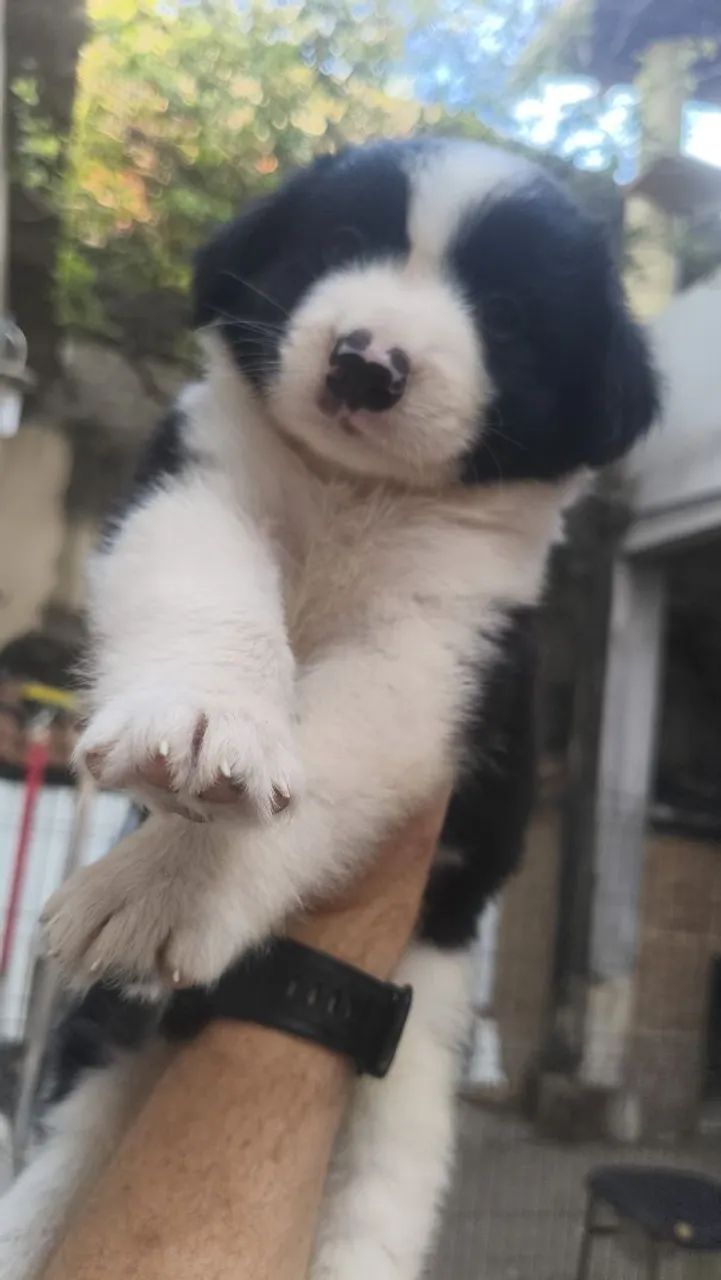 Filhote de border collie  - Foto 2