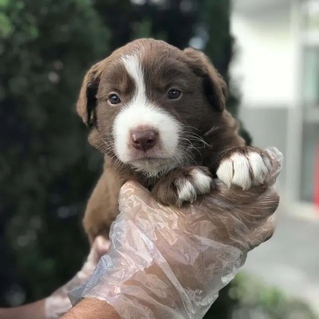 Border collie- Filhotes Lindos, Fortes e Bem Socializados - Foto 2