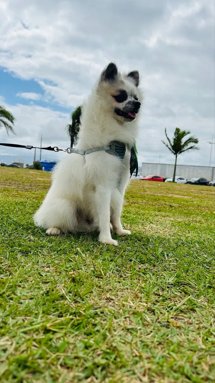 Spitz Alemão - Macho REPRODUTOR  - Foto 3