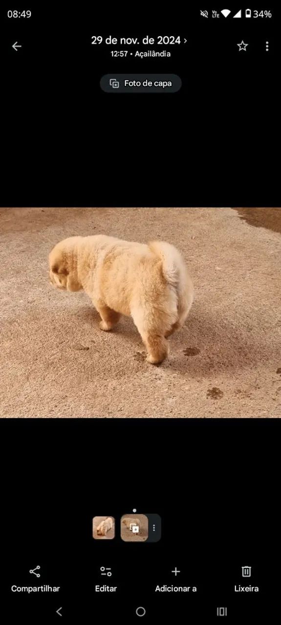 ChoW chow  - Foto 3