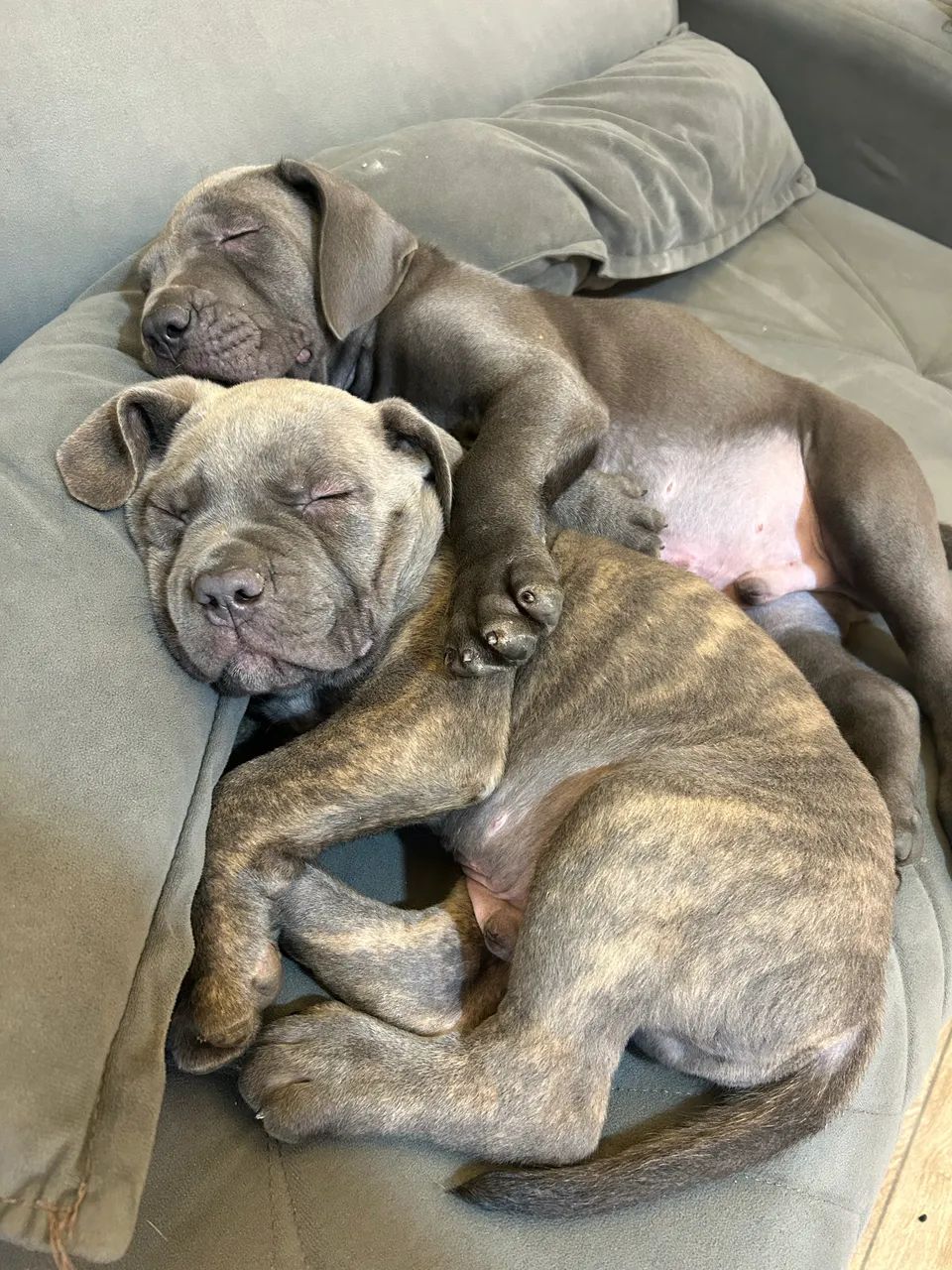 Cane Corso  - Foto 4