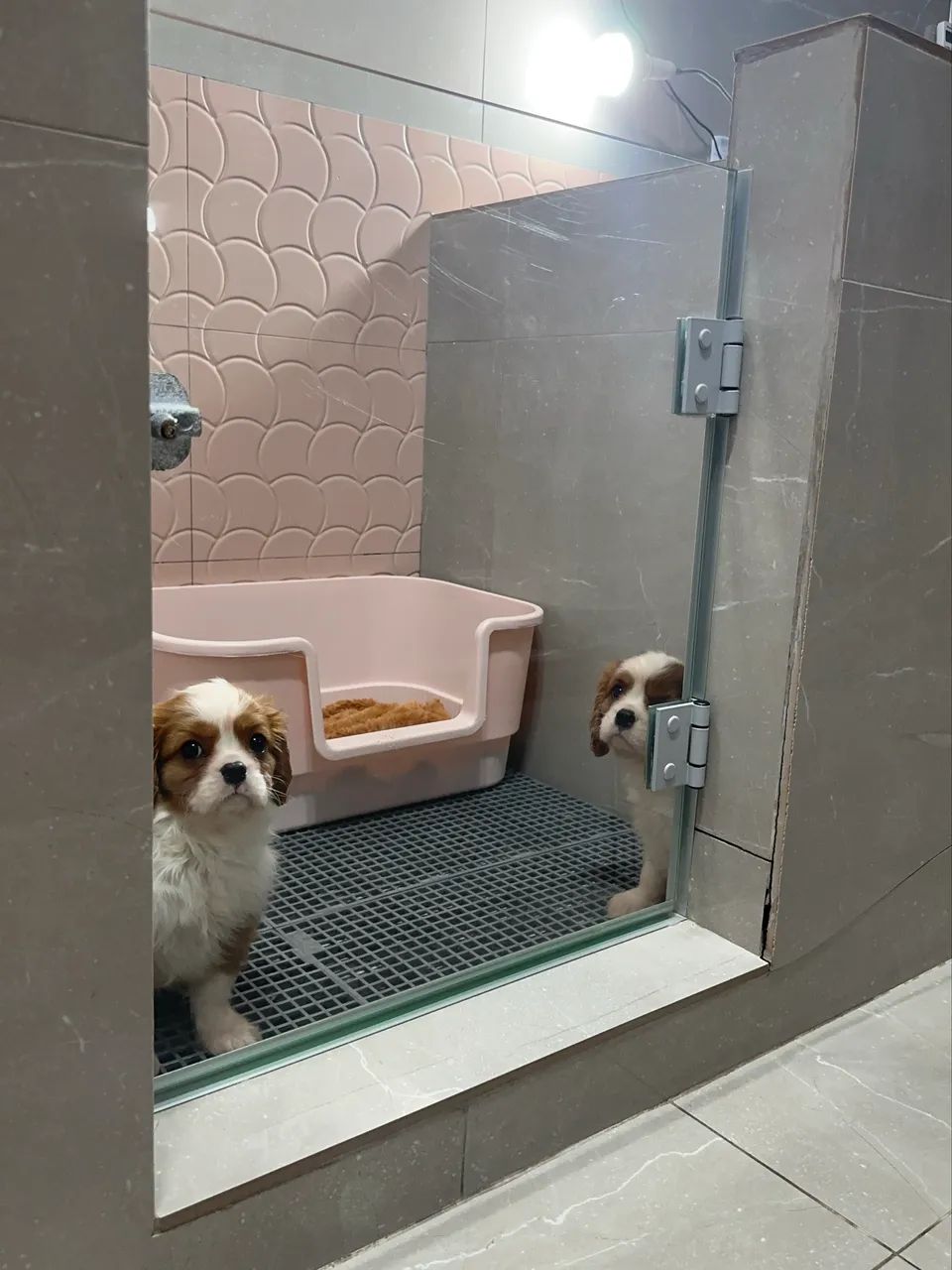 Cavalier King Charles Spaniel - Foto 4