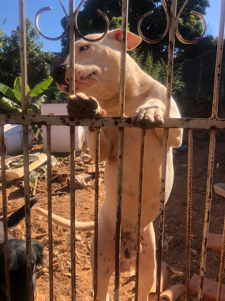 Pitbull 6 meses dócil 350 reais  - Foto 4