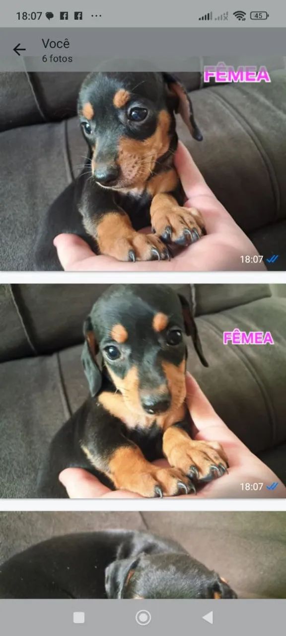 Linguicinha Daschaund  - Foto 2