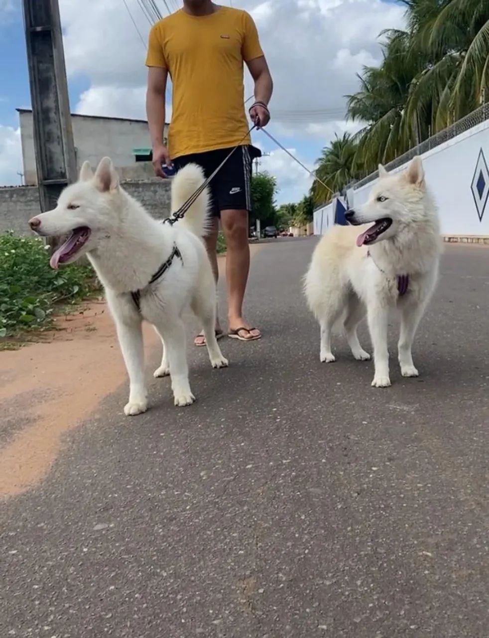 Husky siberiano - Foto 5