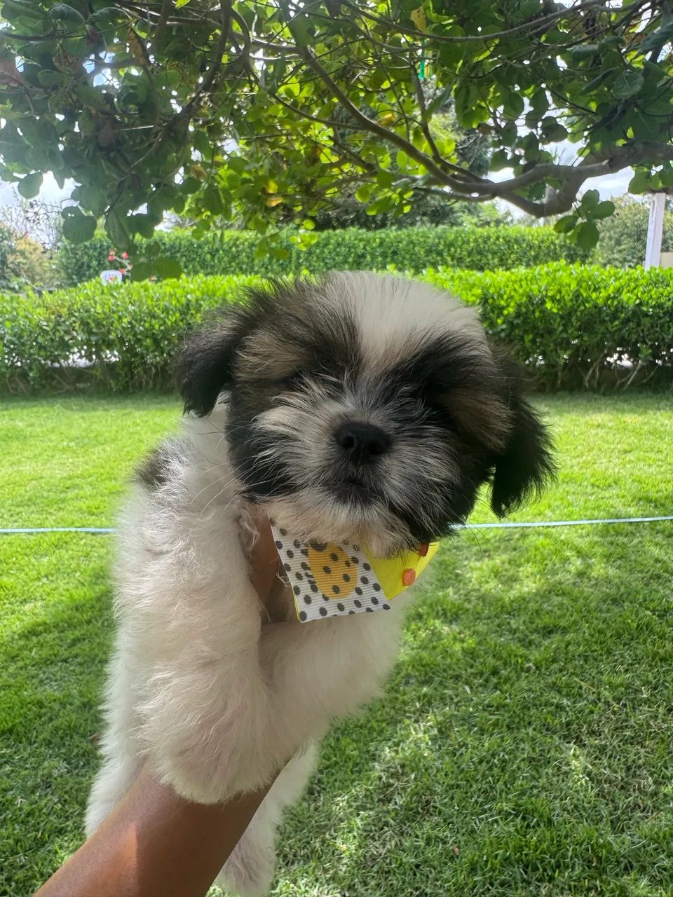 Lhasa Apso