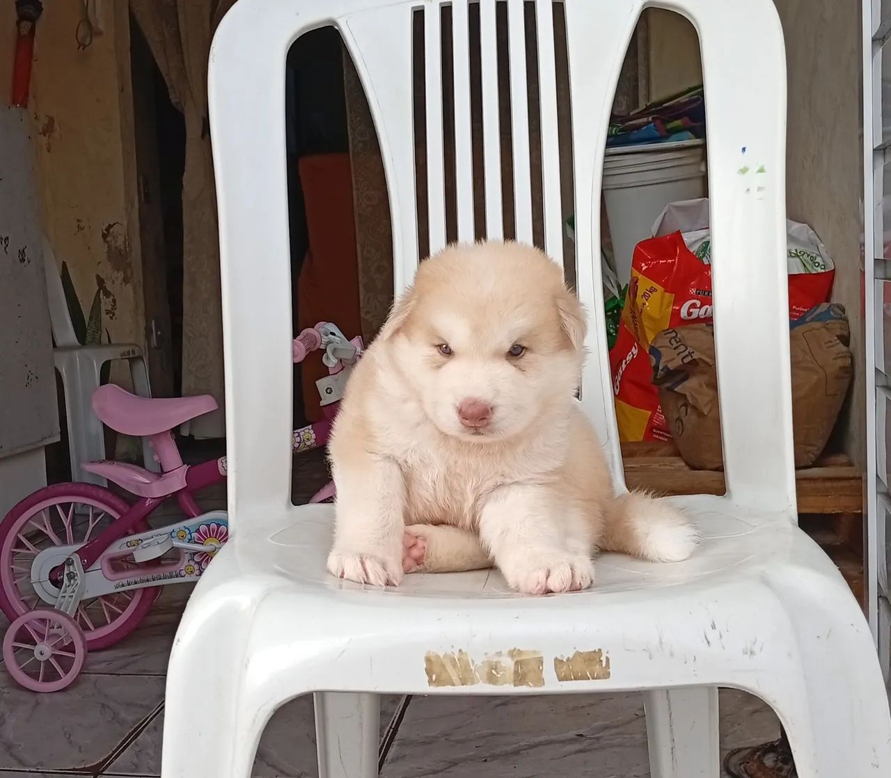 Husky siberiano macho  - Foto 2