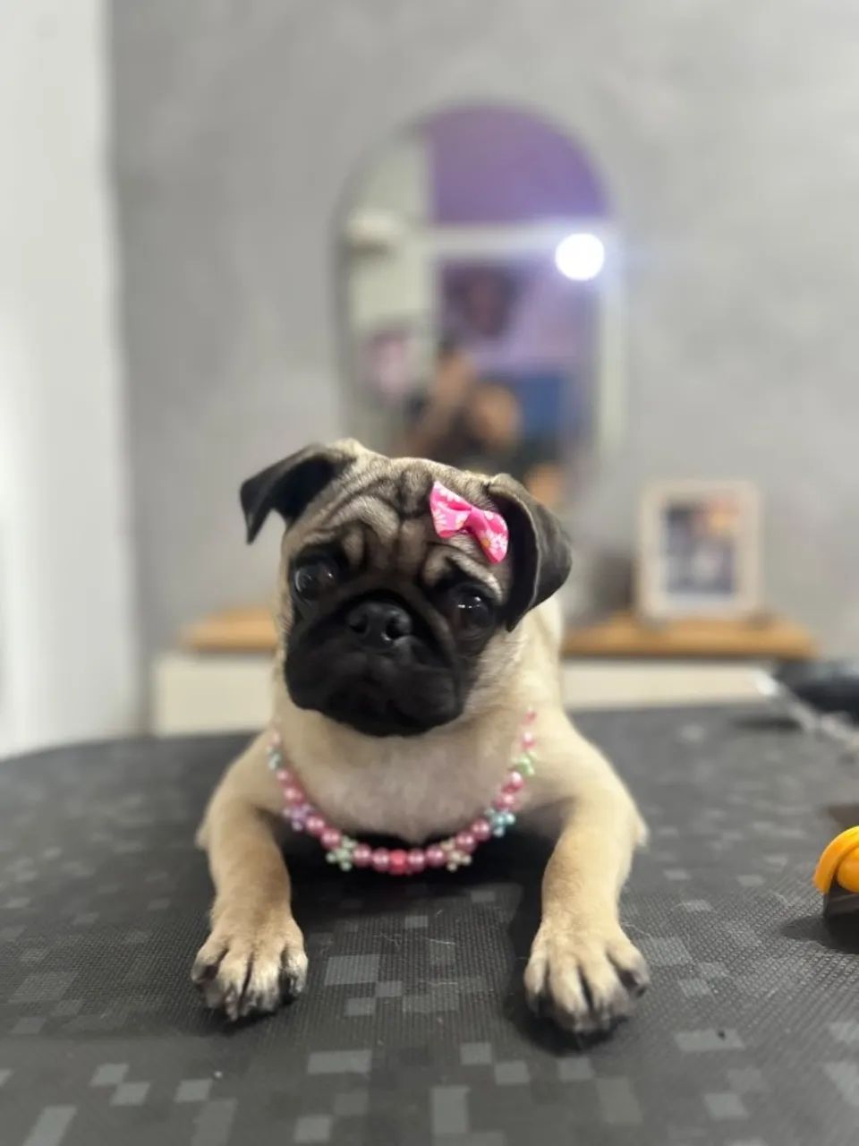 Cachorro  - Foto 2