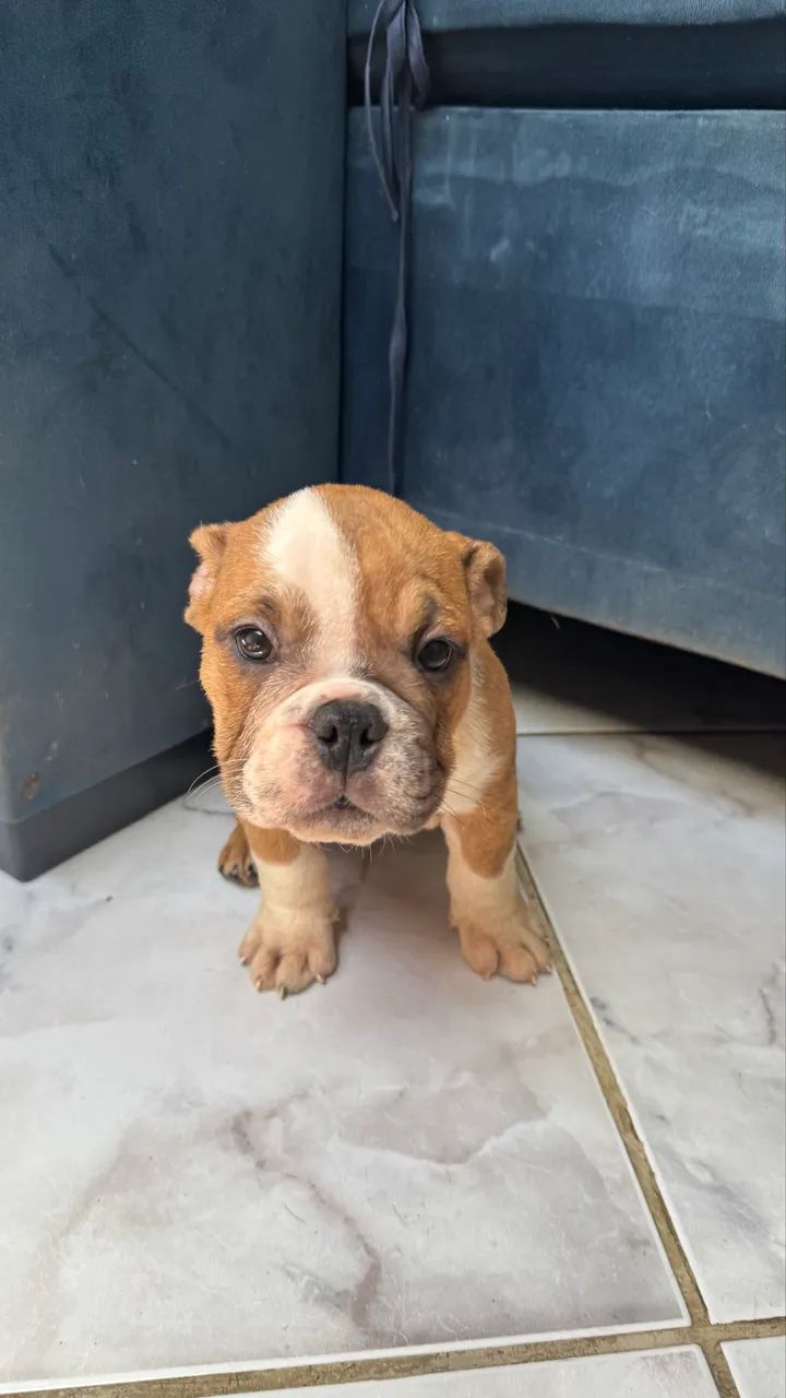 Filhotes de buldogue inglês  - Foto 5