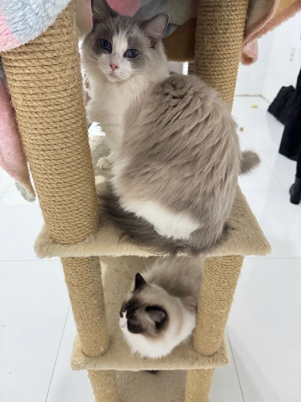 Fêmea Ragdoll  - Foto 6