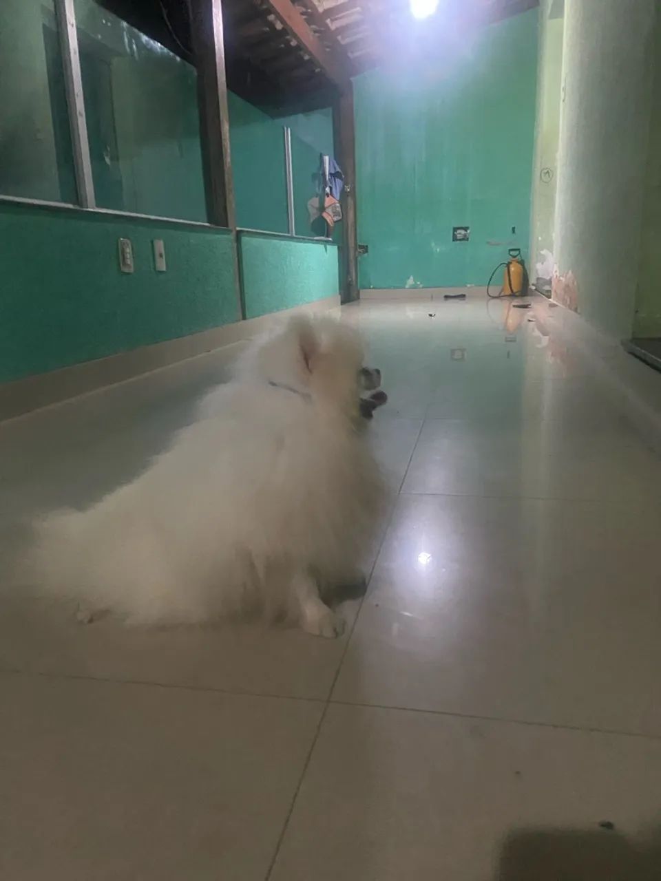Spitz alemão  - Foto 4