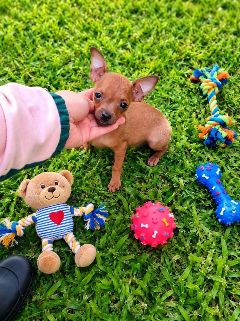 Pinscher machinho - Foto 2
