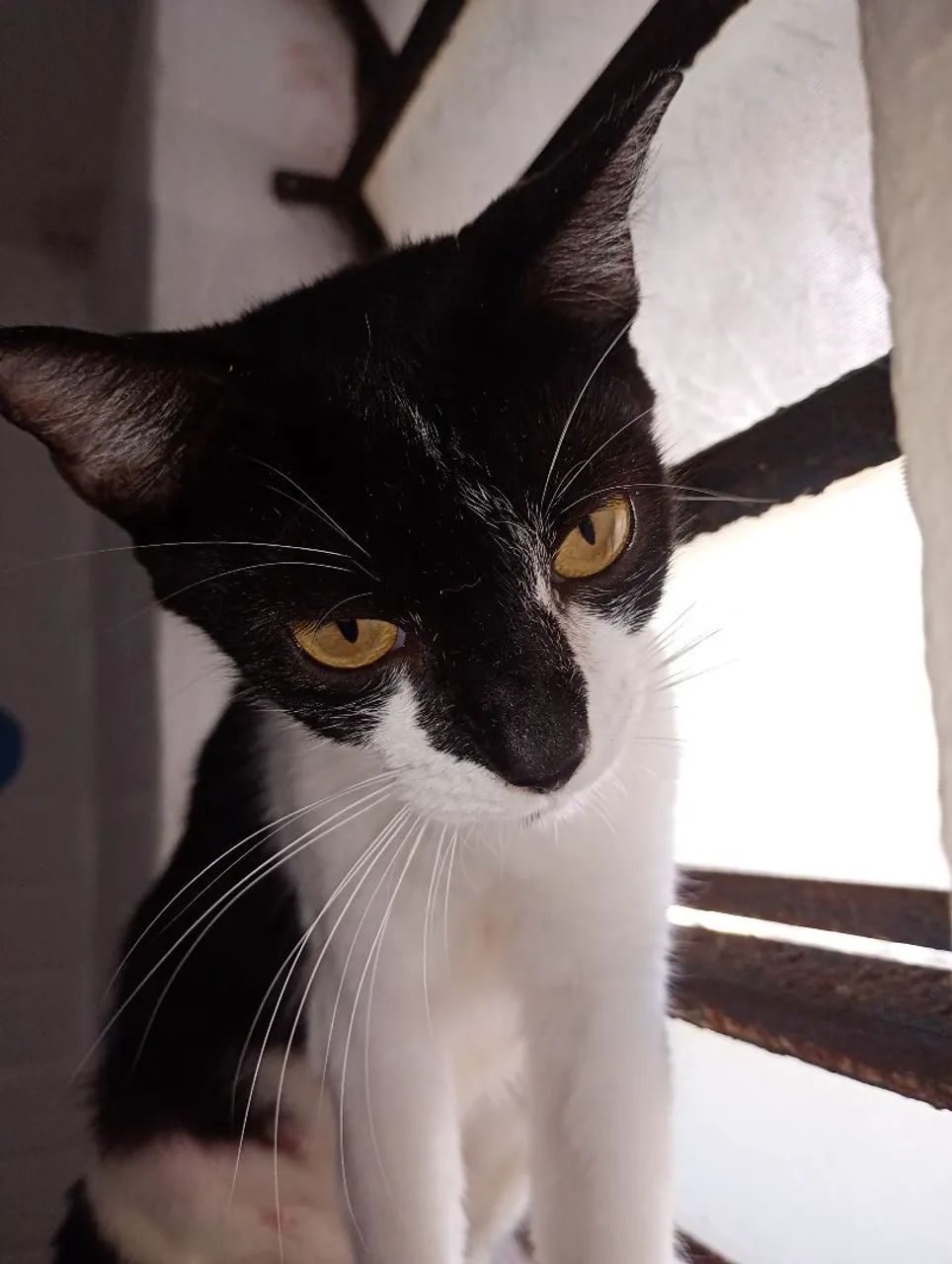 Gatinha castrada para adoção 