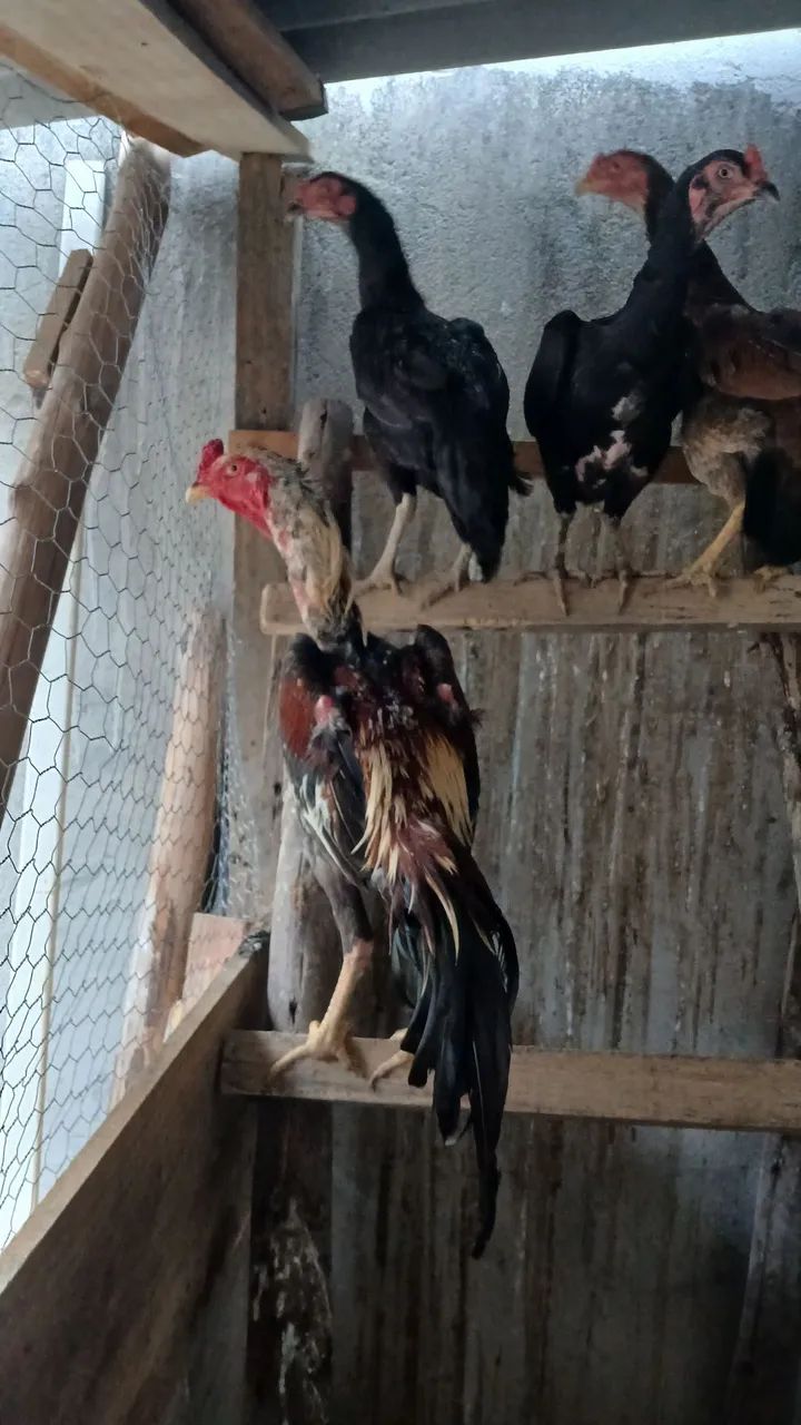 Vendo galo índio prata - Foto 3