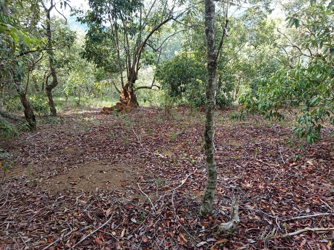 Terreno 4 alqueires  - Foto 5