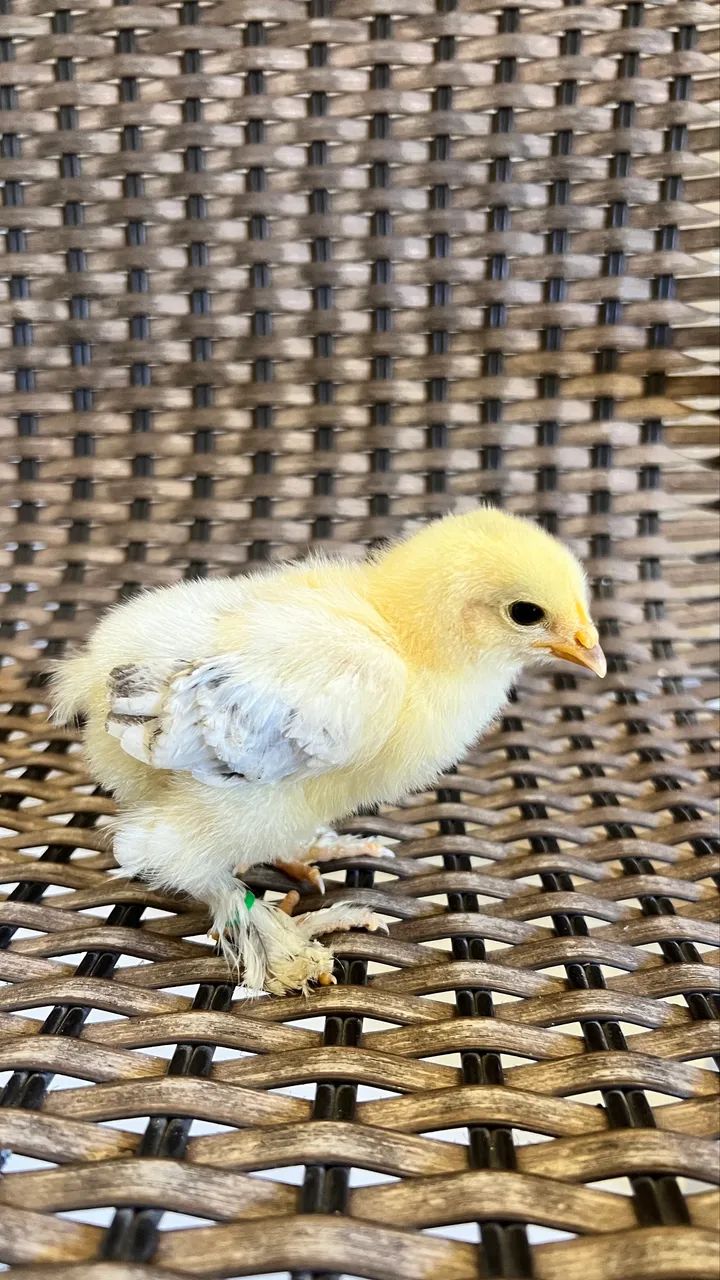 Pintinho galinha Brahma light - Foto 2