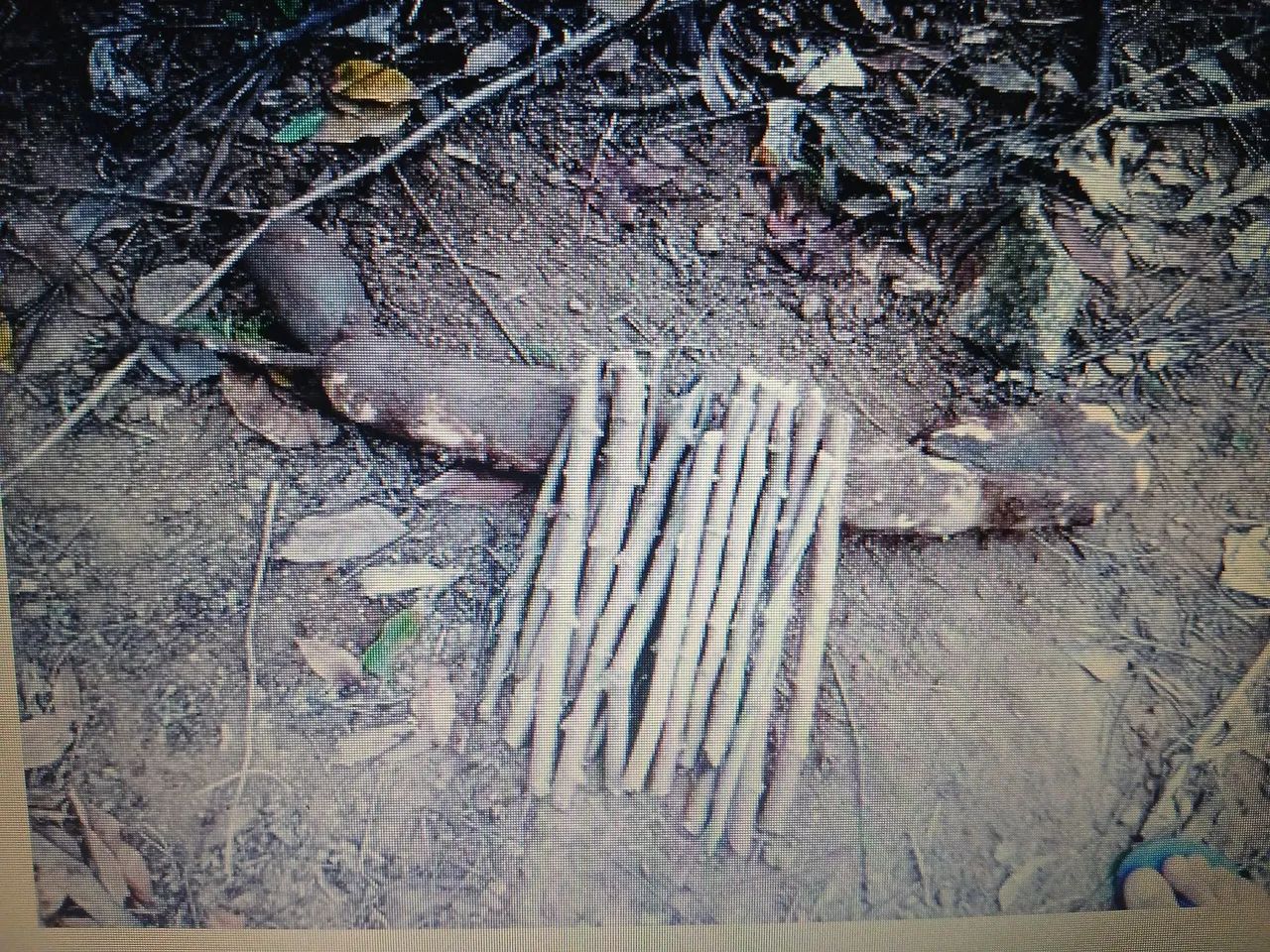 Mudas de pornunça 