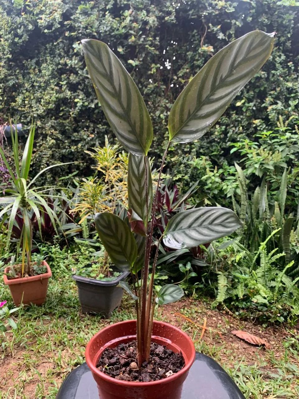Plantas