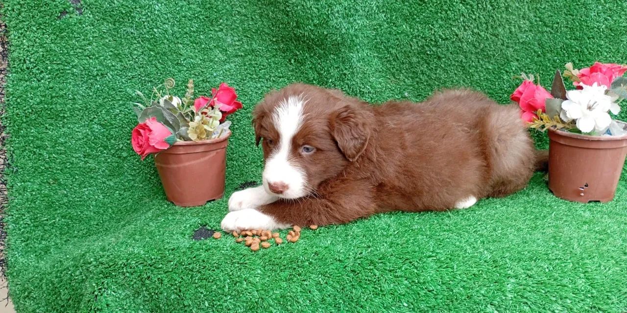 Filhote boder collie  - Foto 4