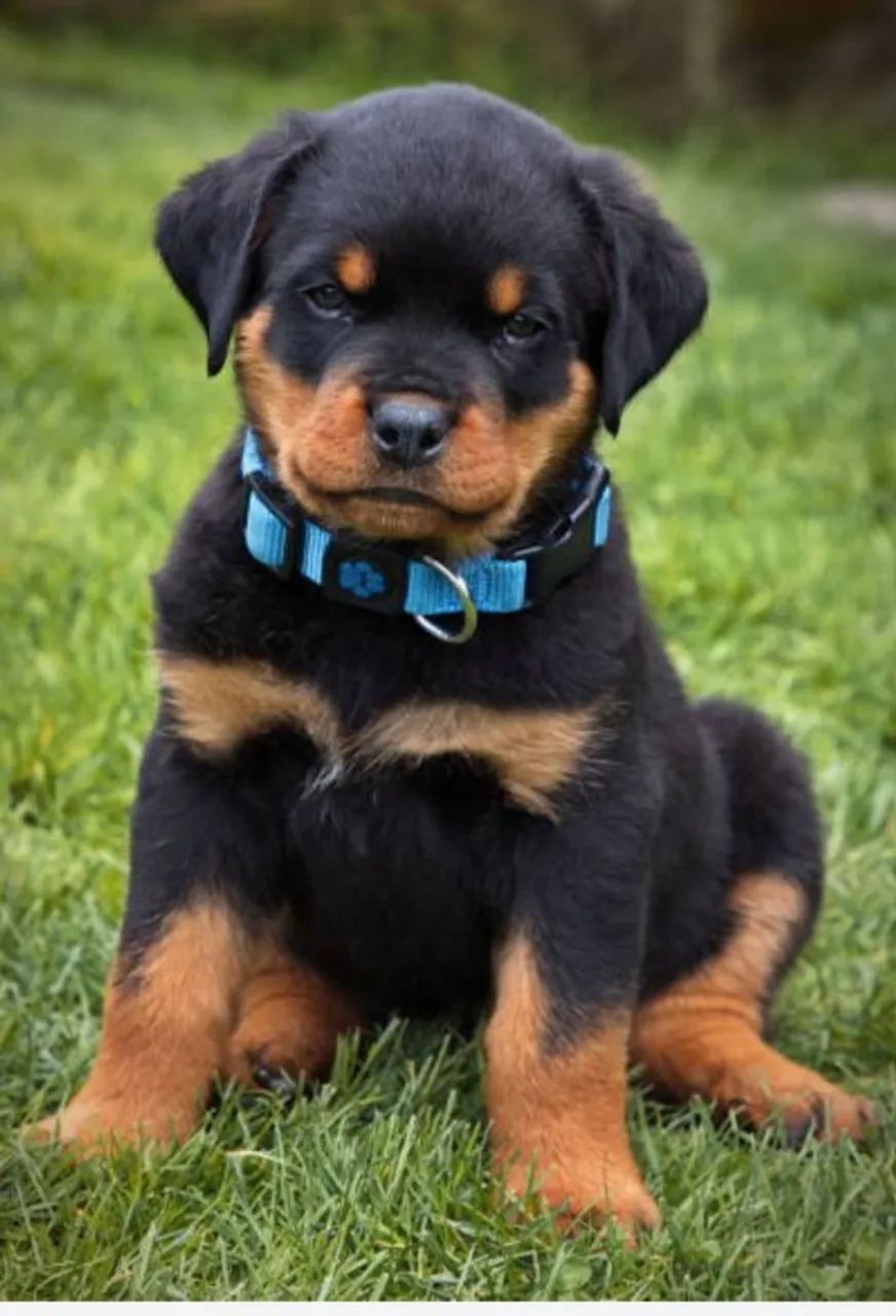 Imponentes Filhotes de Rottweiler - Proteção, Força e Lealdade