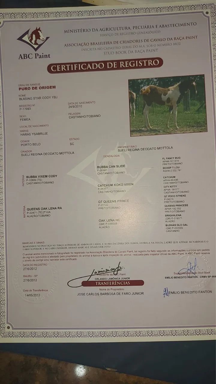 Égua Paint Horse - boa reprodutora - Foto 4