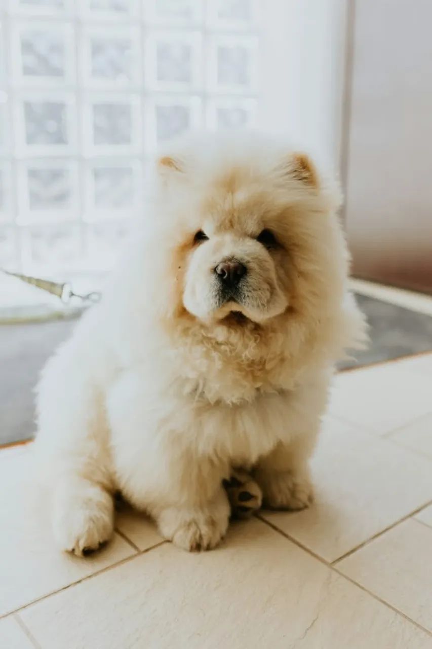 chow chow São cães silenciosos.