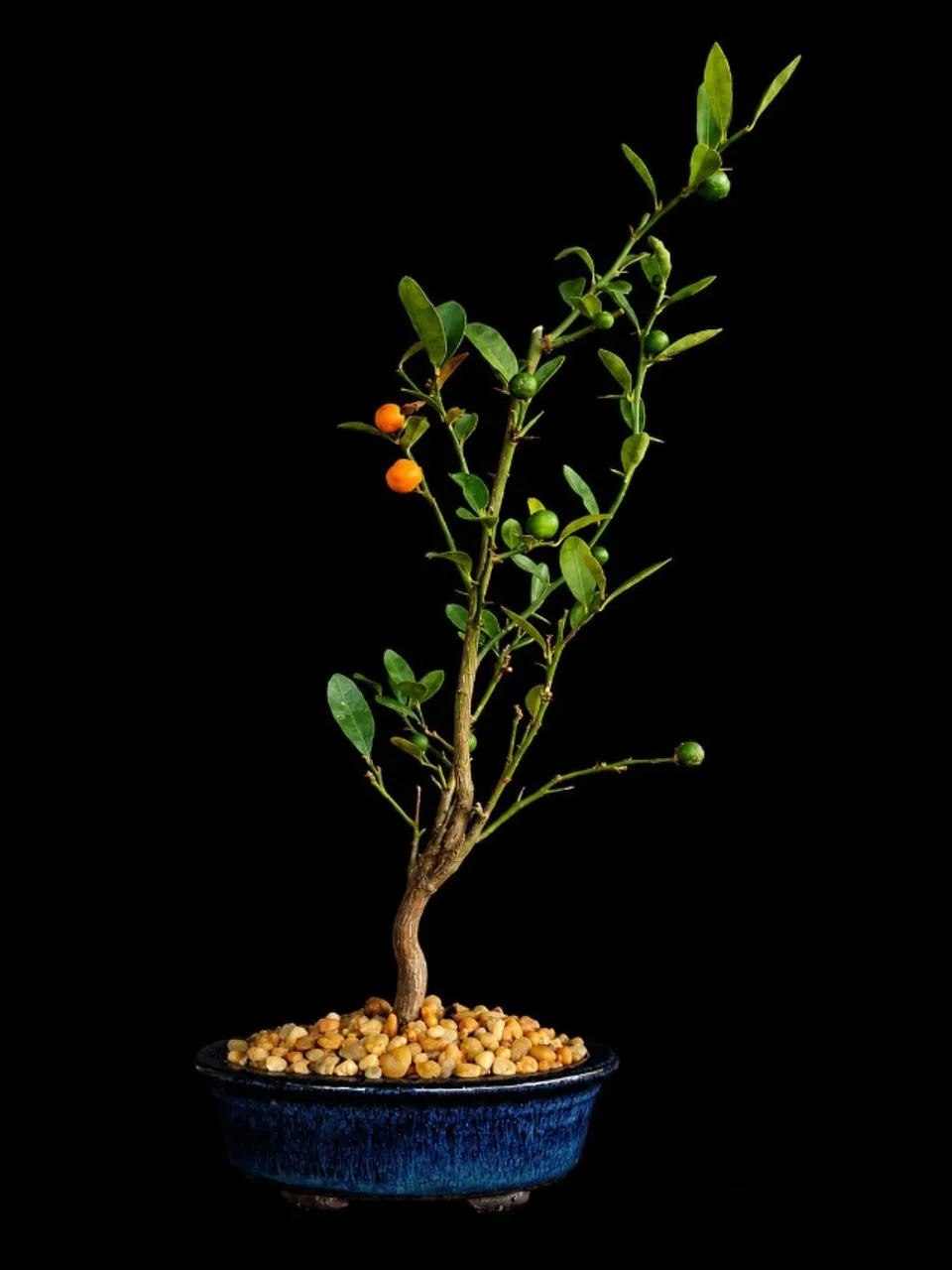 Bonsai Ficus Panda Produzindo / Vaso de Cerâmica Azul Lava