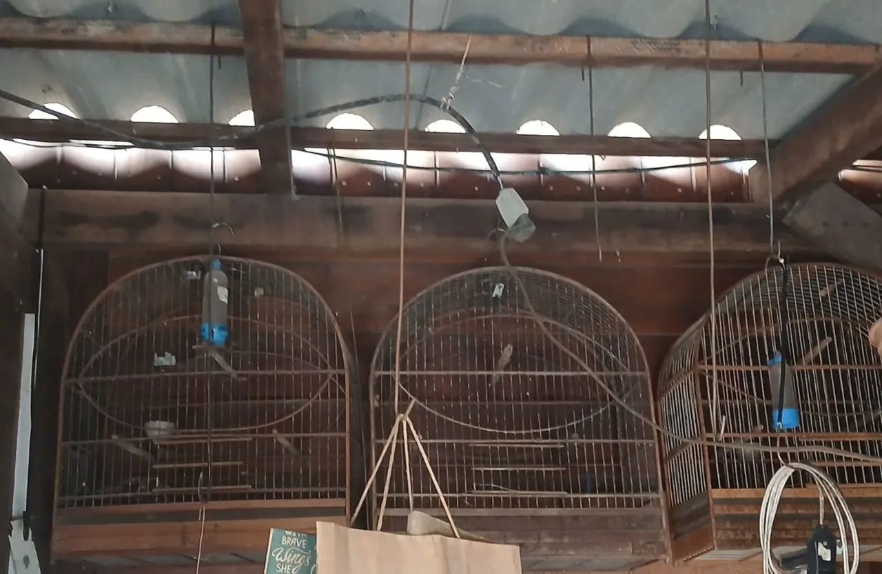 Gaiolas pássaros ?  - Foto 2