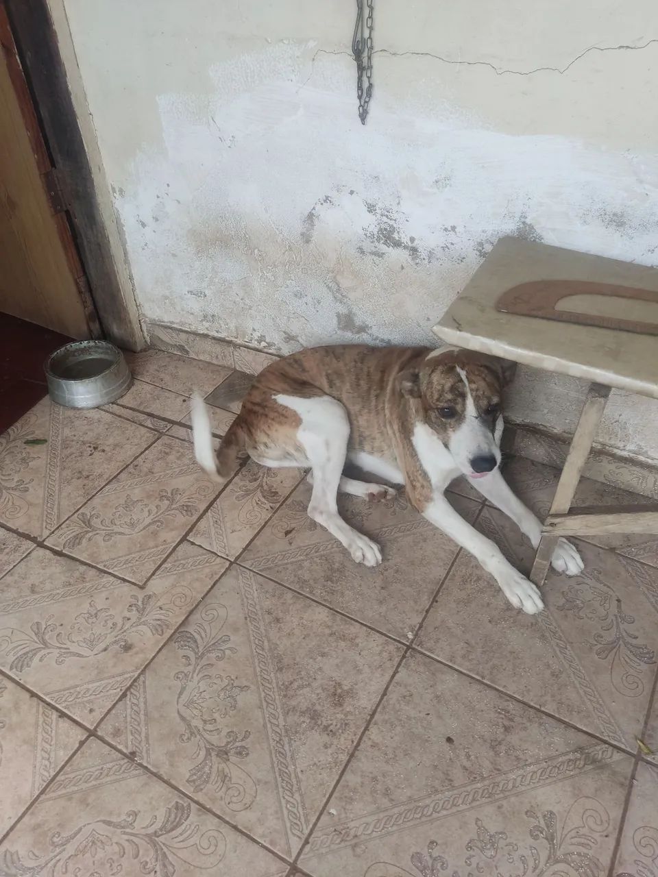 Doação castrado - Foto 3