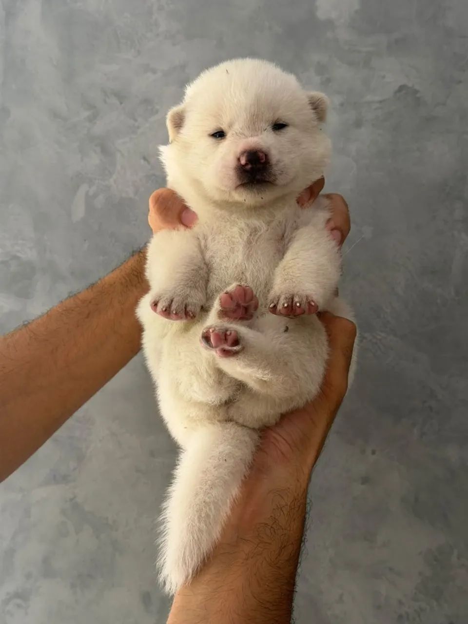 Filhote de AKITA
