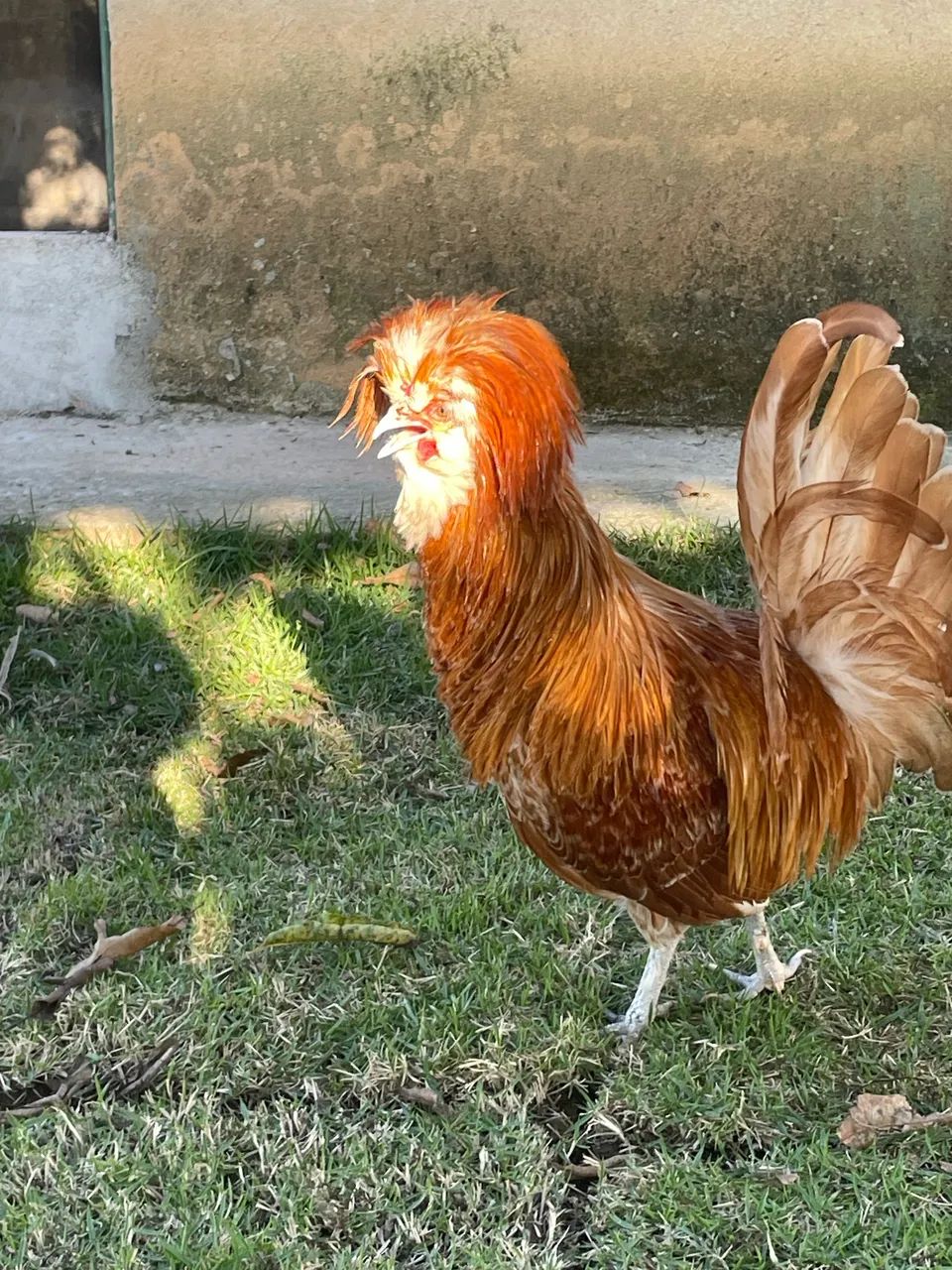 Polonês  - Foto 2