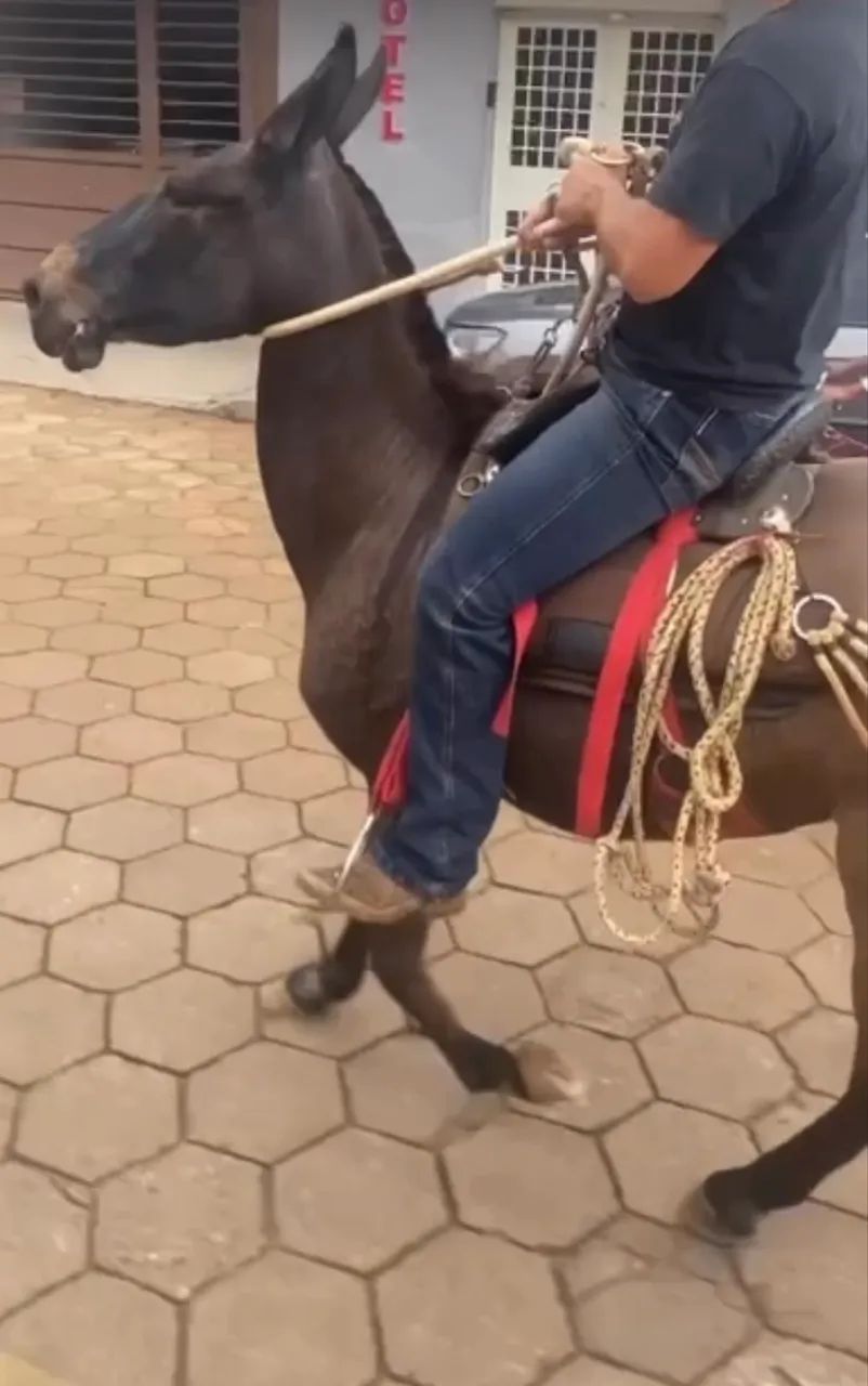 Burro marchador, manso de criança andar, aceita proposta  - Foto 3