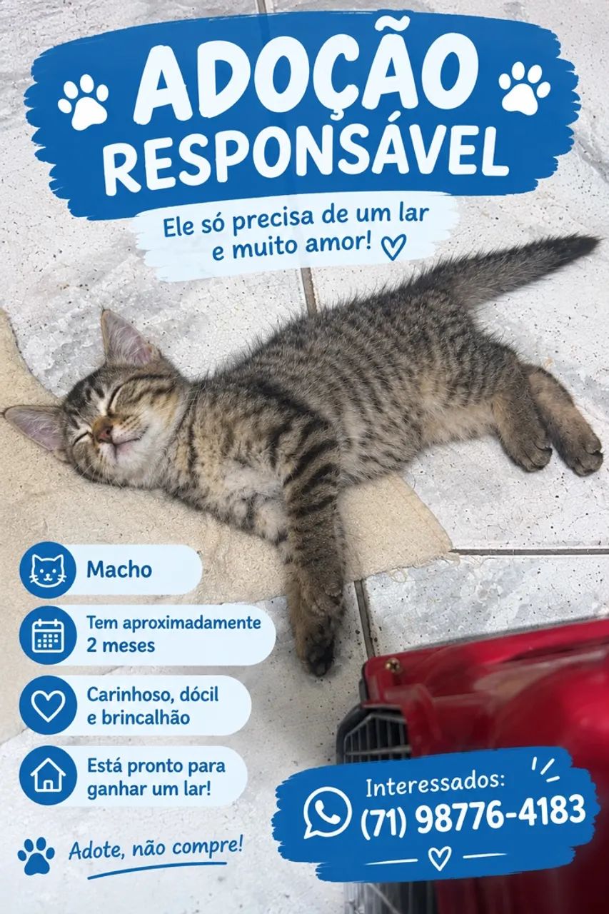 Gato para doação 