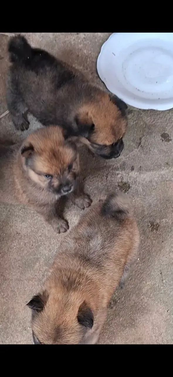 Chow chow língua roxa  - Foto 2