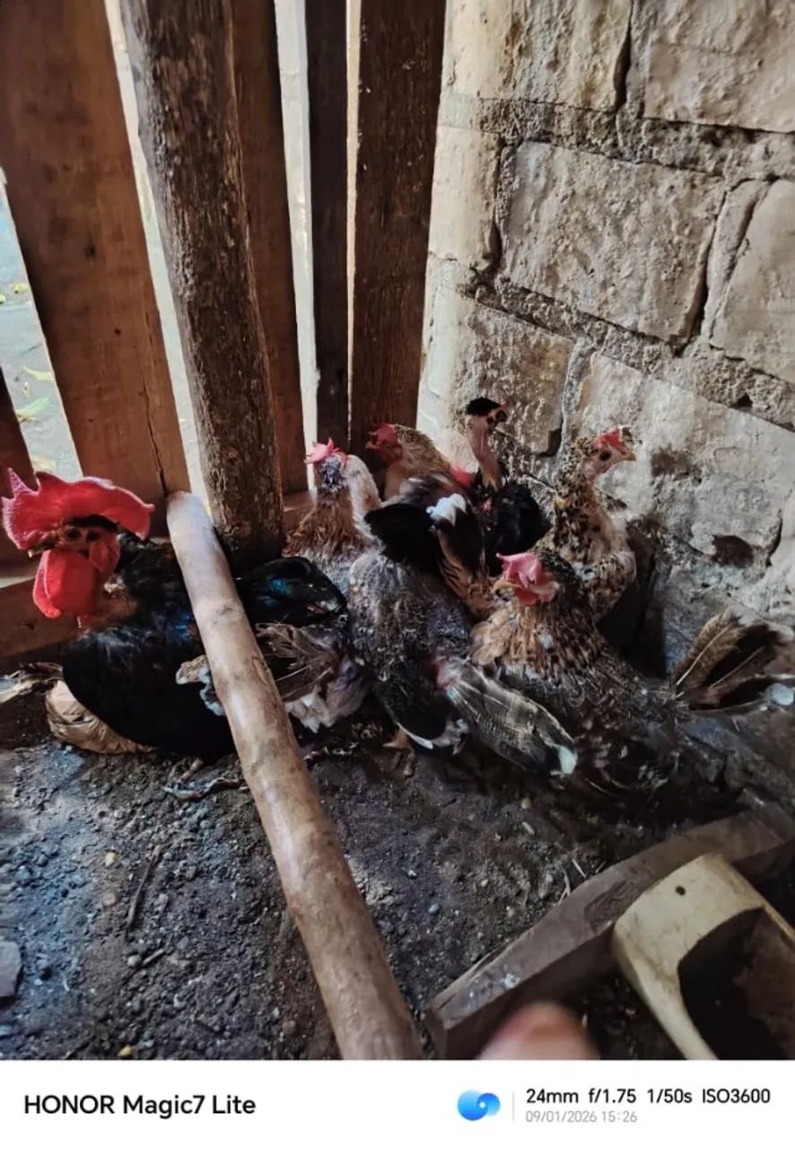 8 frangos 280Rs - Foto 6