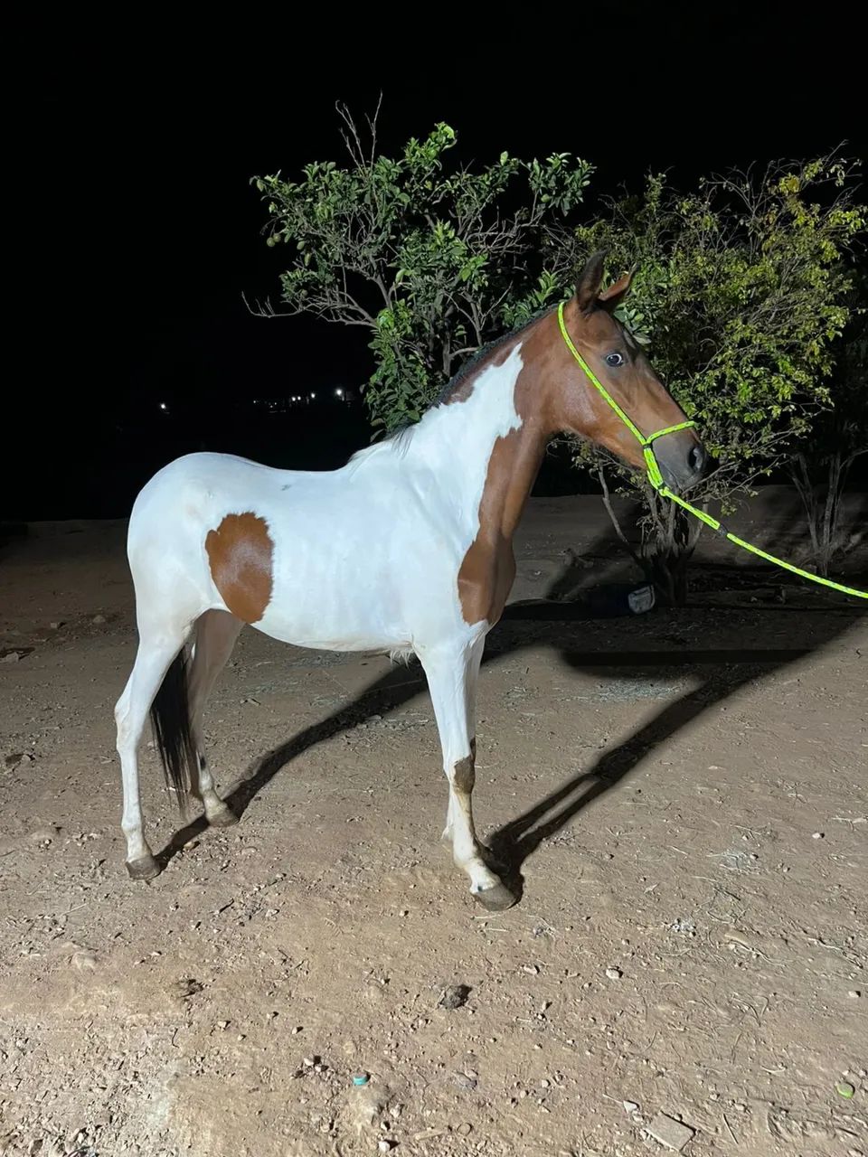 VENDO POTRA  - Foto 4