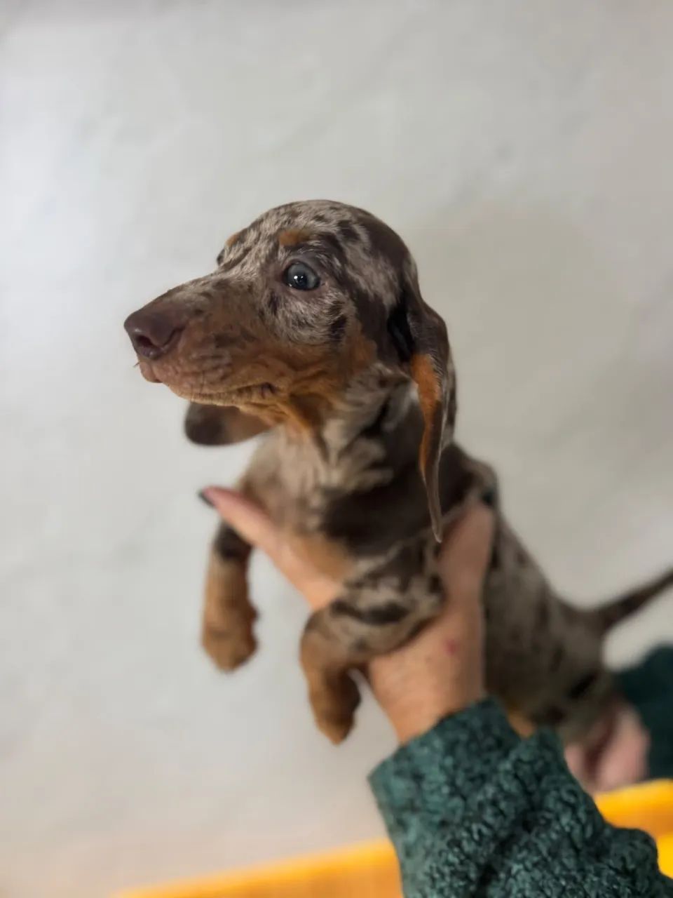 dachshund salsichinha 