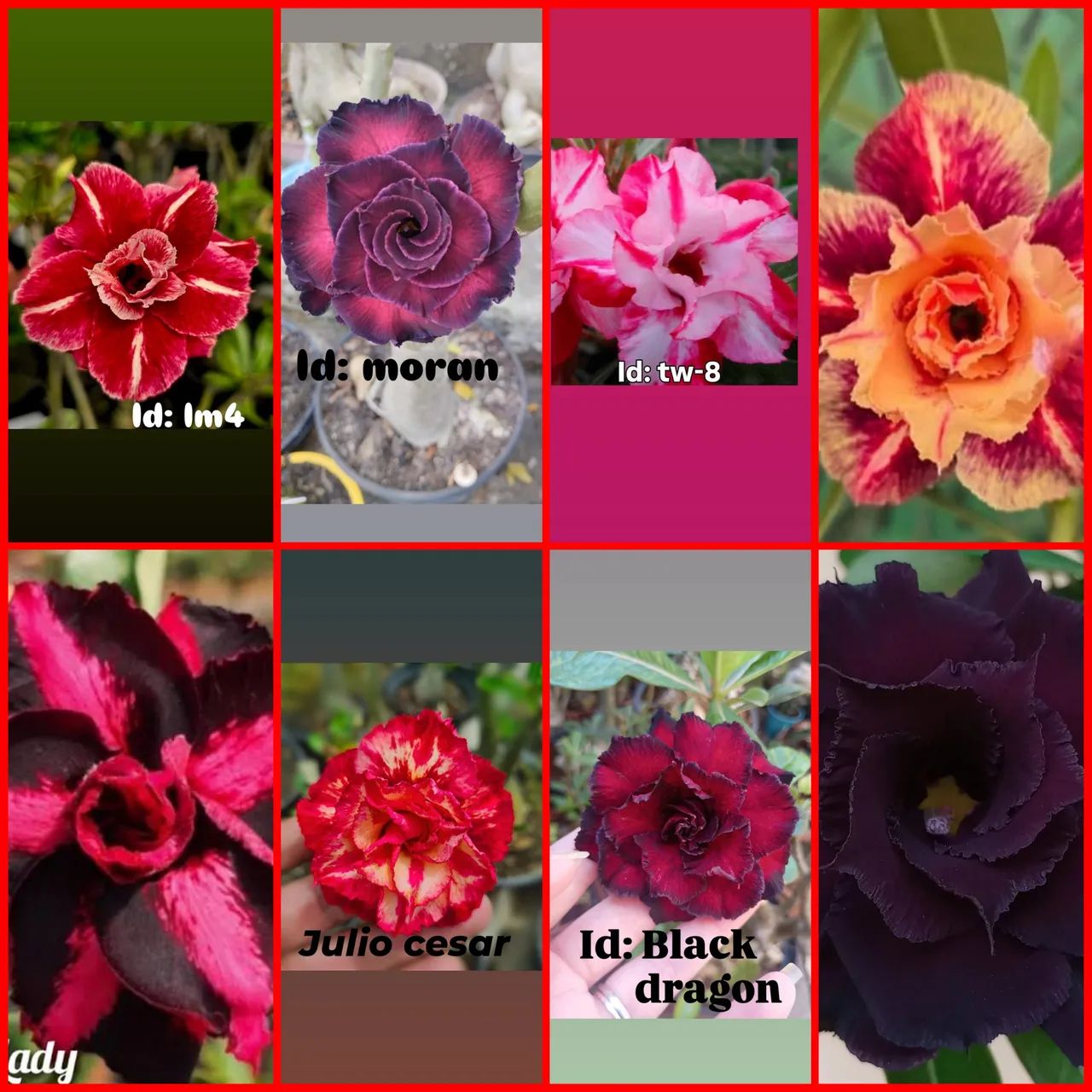rosas do deserto  - Foto 2