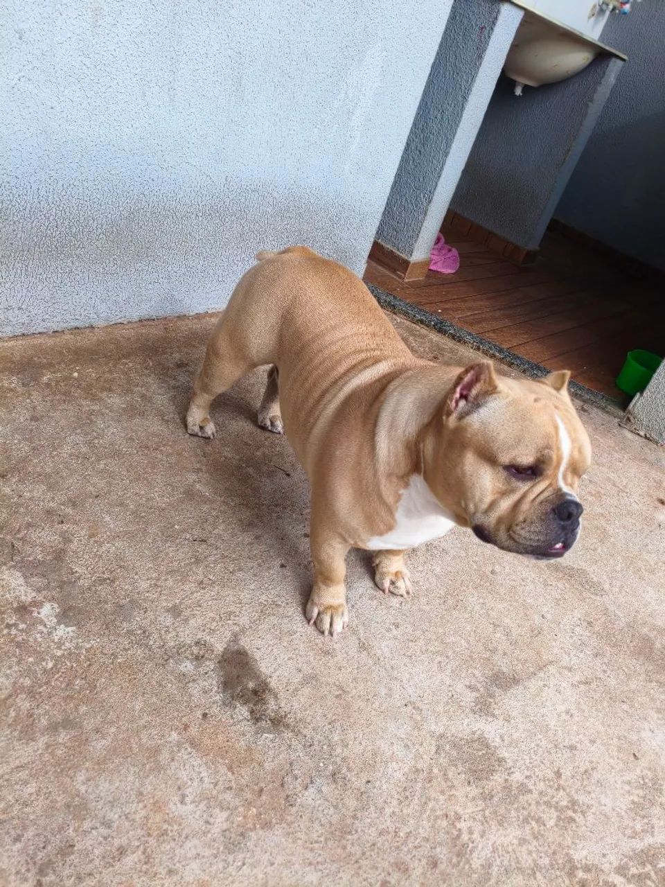 Pet  - Foto 2