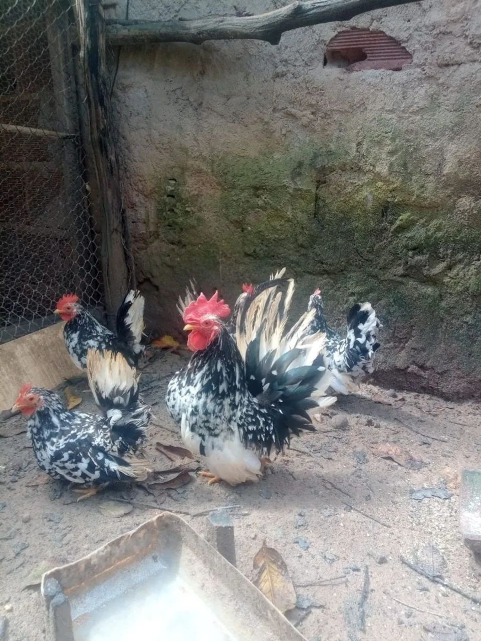 Nagazak  - Foto 2