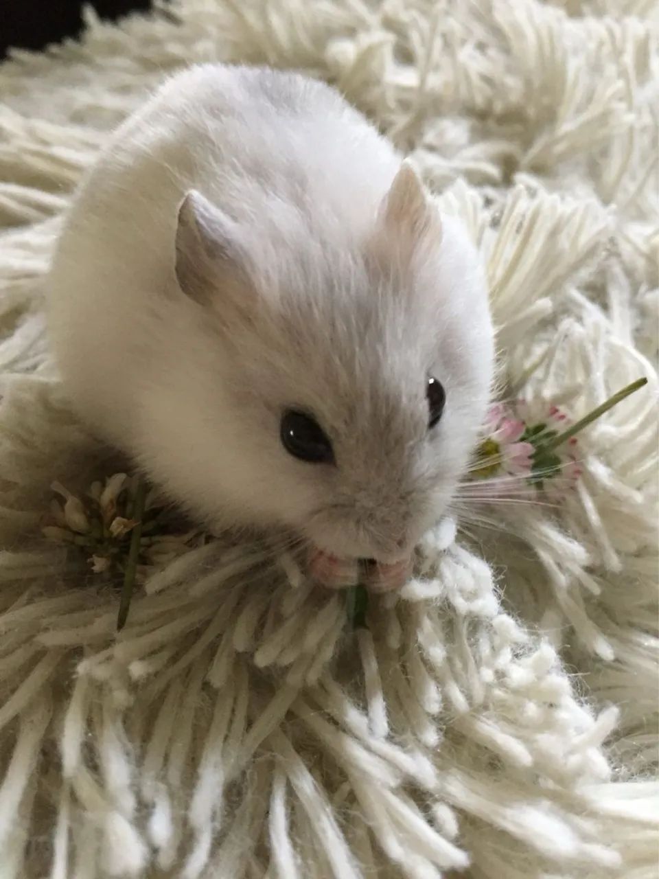 Hamster Anão russo  - Foto 3